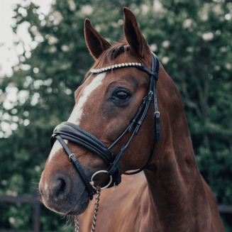 rundsytt träns häst svart
