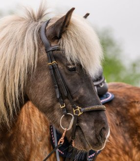 Träns Island Strass Waldhausen