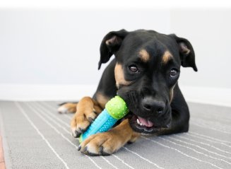 Hundleksak CoreStrength Bone Kong