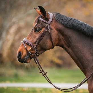 Träns Anatomiskt Combo Nosgrimma GPC Haglunds