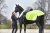 Skrittäcke Jamie Reflex Horse Guard