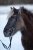 Tyglar Island Supergrip Med Stoppar Karbinhake Horse Guard