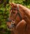 Bettlöst Träns Pro Bridle Sensitive Bitless Waldhausen