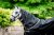 Vintertäcke Amigo 250g Plus Horseware