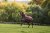 Regntäcke Amigo 1200D Plus 50g Turnout Horseware