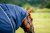 Övergångstäcke Amigo Ripstop 900D Plus 100g Turnout Horseware