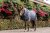 Stalltäcke Amigo Pony Insulator 200g Horseware