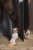 Kotskydd Fetlock Mesh Dynamic 26 Eskadron