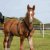 Fölsele Foal harness Sprenger
