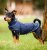 Hundtäcke Signature Dog Rain Coat 0g Horseware
