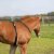 Fölsele Foal harness Sprenger