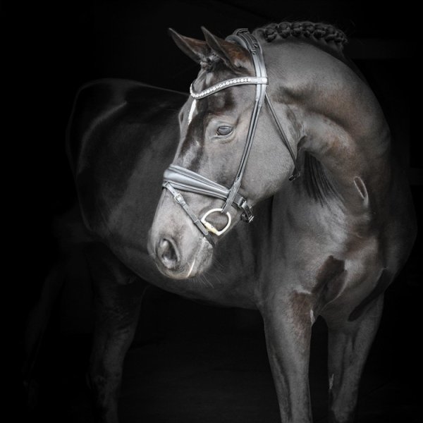 Dressyrträns Rundsytt Hamilton Equalityline