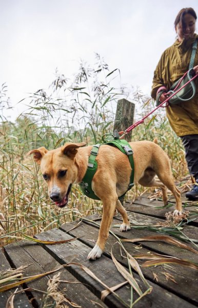 Hundsele Weekend Warrior II ECO Hurtta