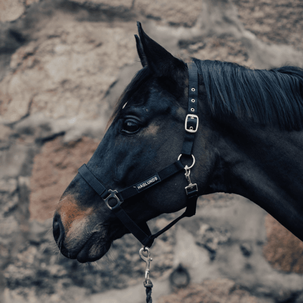 nylongrimma-haglunds-häst