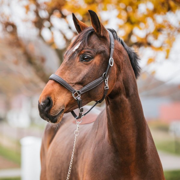 Lädergrimma New Basic Haglunds