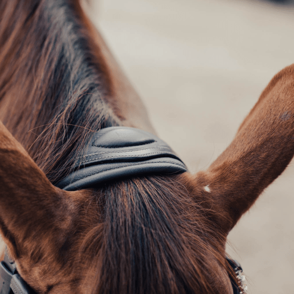 anatomiskt nackstycke träns häst
