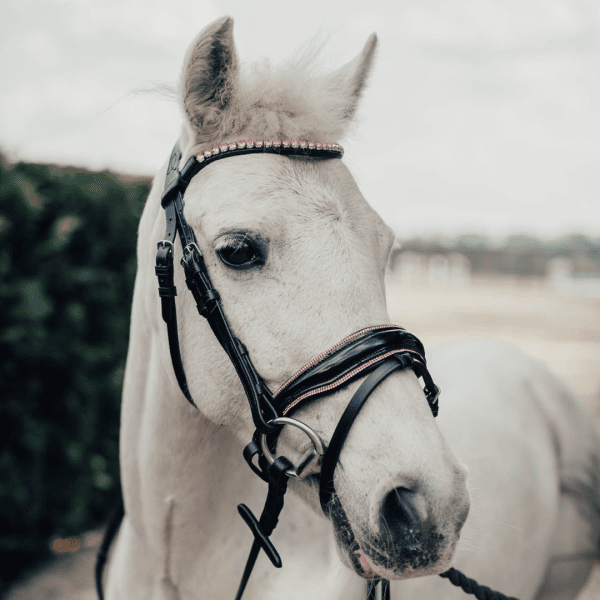 träns med rosa strass ponny shetland