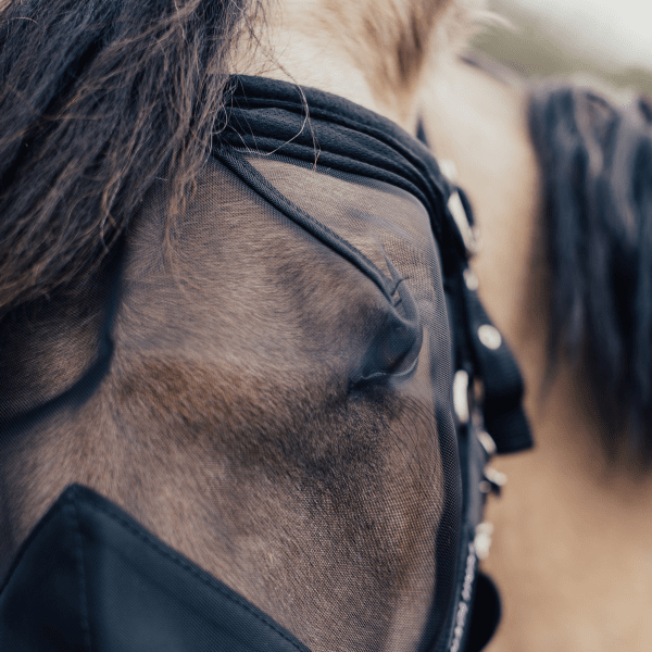 Flughuva Öppen Utan Öron Haglunds