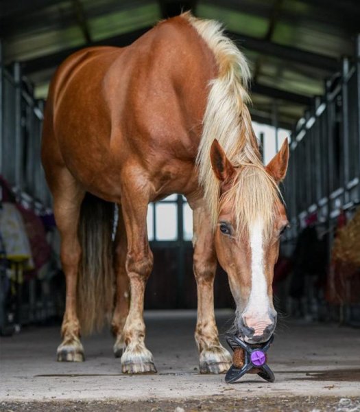 Bizzy Ball Hållare Likit