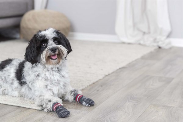 Hundsockar non-slip 2-pack Trixie