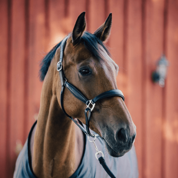 svart lädergrimma häst mjukt läder och stilren