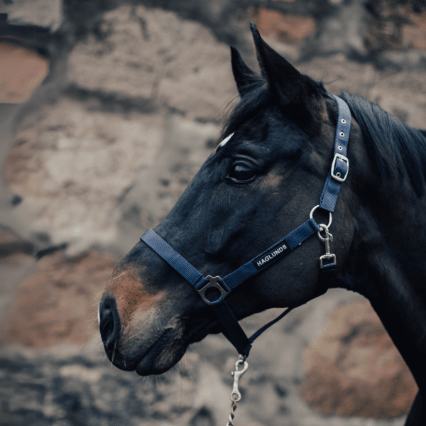 grimma-häst-haglunds