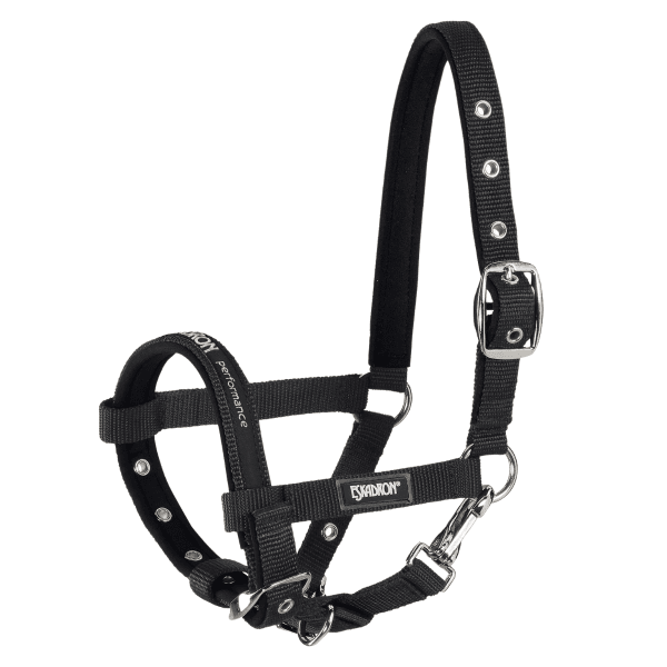 Fölgrimma Foal New Basics Eskadron