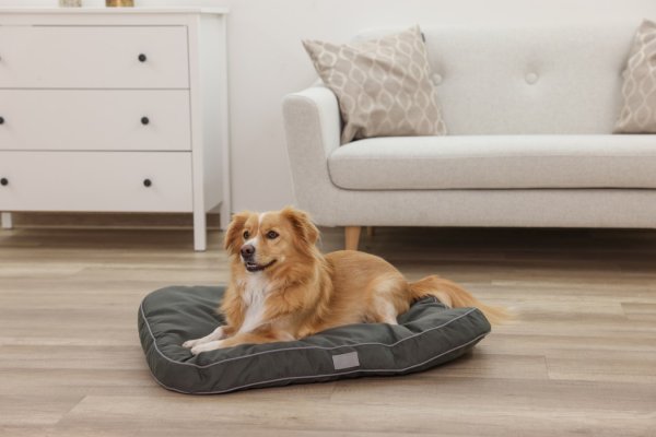 Hunddyna Jerome Kerbl