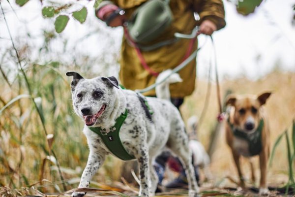 Hundsele Weekend Warrior II ECO Hurtta