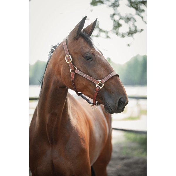 Lädergrimma Lexington Supreme Lippo