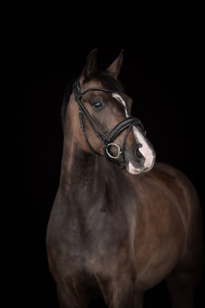 Dressyrträns Quinsy Supreme Lippo