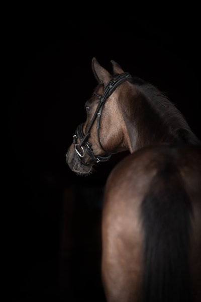 Dressyrträns Quinsy Supreme Lippo
