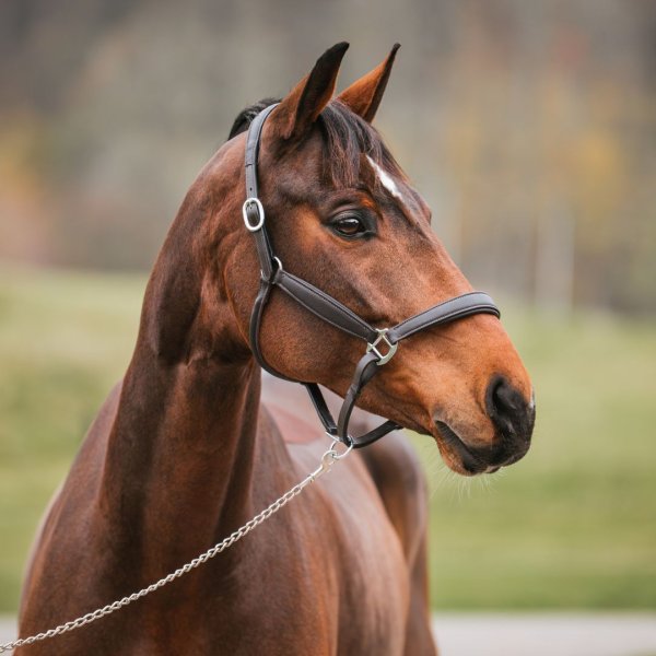 Lädergrimma New Basic Haglunds