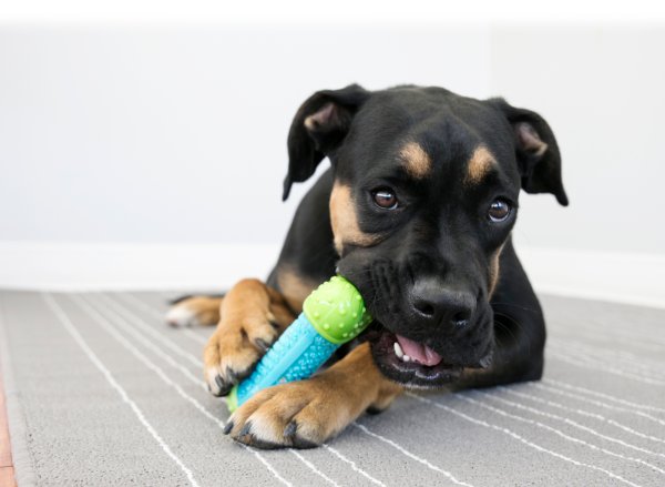 Hundleksak CoreStrength Bone Kong