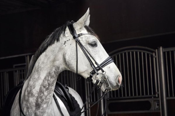 Kandar Santo rundsytt Catago