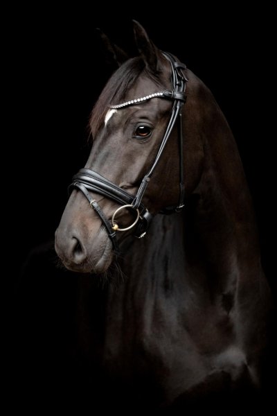 Träns rundstytt Catgo