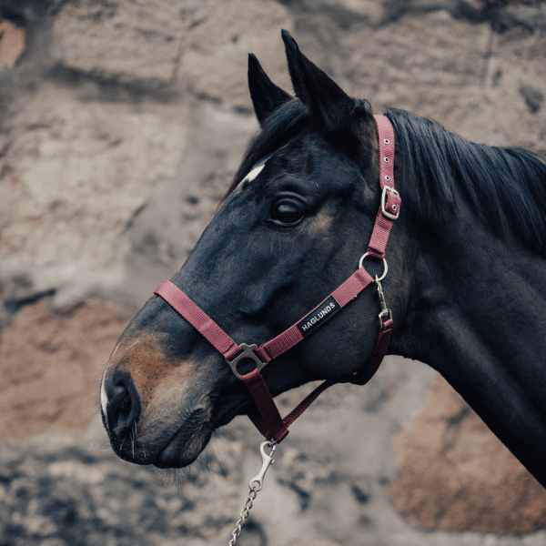 grimma-häst-haglunds