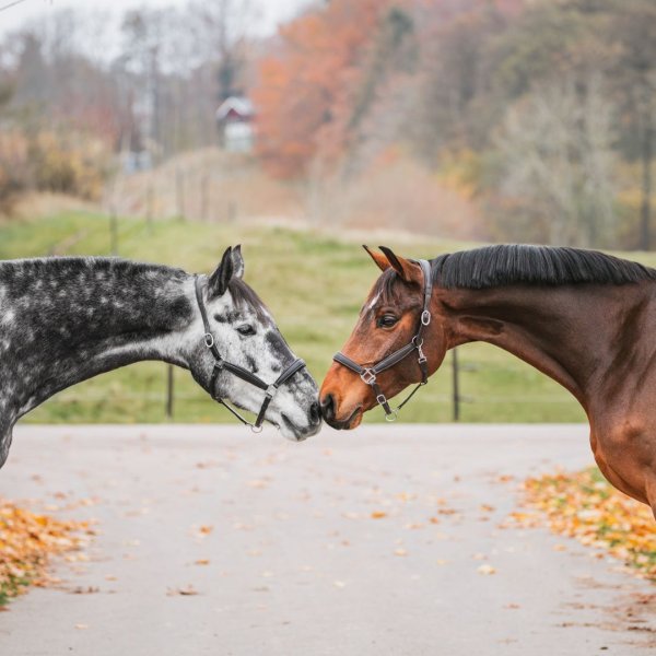 Lädergrimma New Basic Haglunds