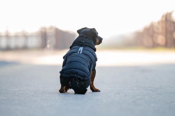 Hundtäcke Puffer Fir-Tech Catago