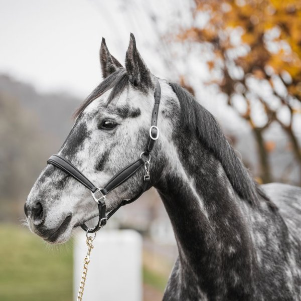 Lädergrimma New Basic Haglunds