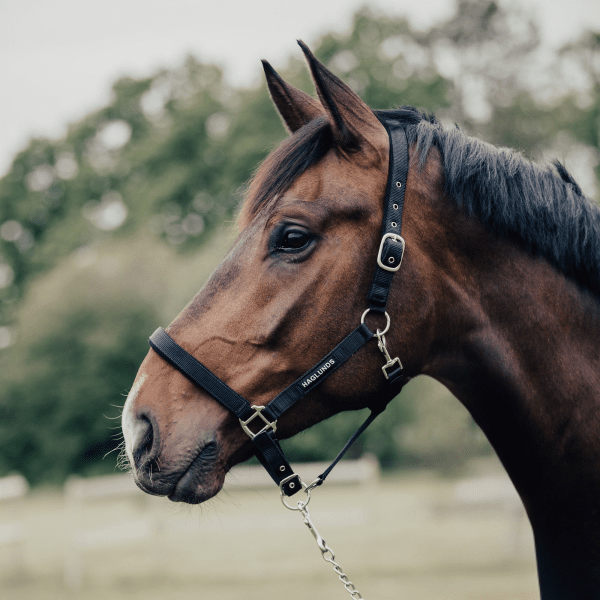 Grimma Frotte Haglunds