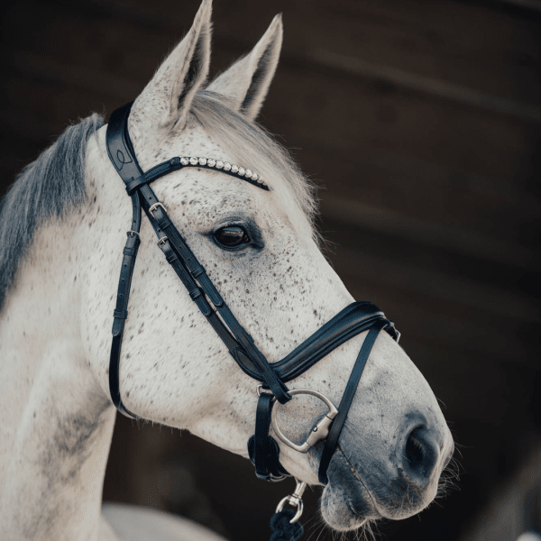 svart ergonomiskt anatomiskt träns häst