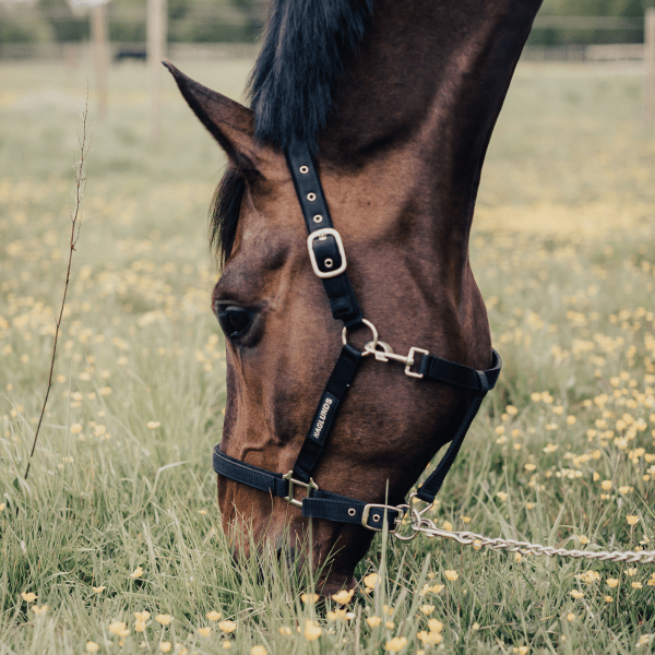 Grimma Frotte Haglunds