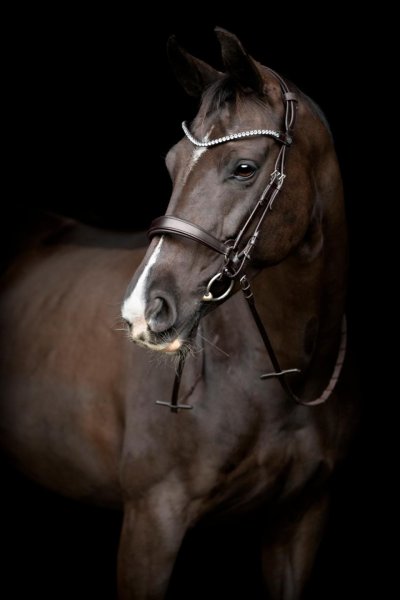 Nosgrimma Gentle Catago