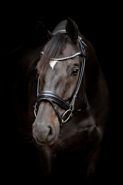 Träns rundstytt Catgo