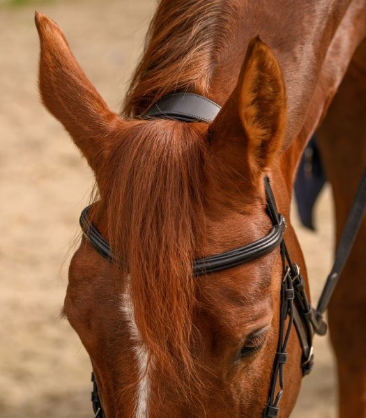 Bettlöst Träns Pro Bridle Sensitive Bitless Waldhausen