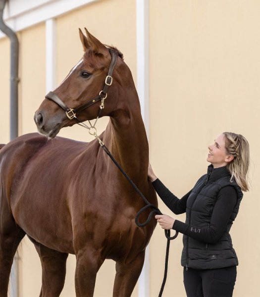 Lädergrimma S-line Royal Waldhausen