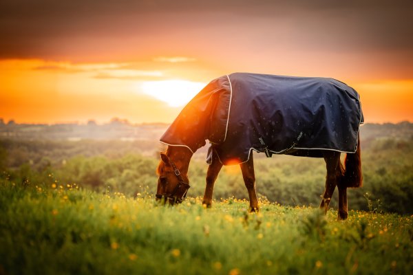 Vintertäcke Amigo Ripstop 900D Plus Turnout 200g Horseware
