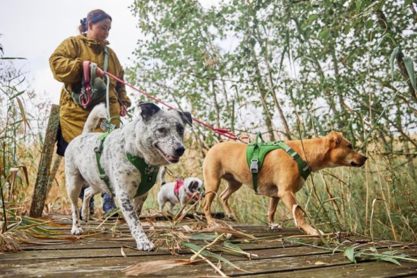 Hundsele Weekend Warrior II ECO Hurtta