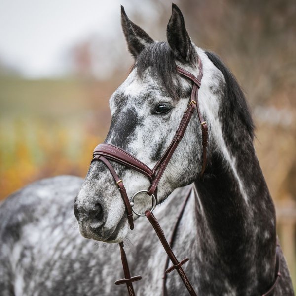 Träns Anatomiskt Combo Nosgrimma GPC Haglunds
